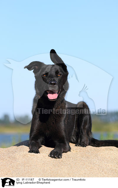 liegender Labrador-Schferhund / lying Labrador-Shepherd / IF-11187