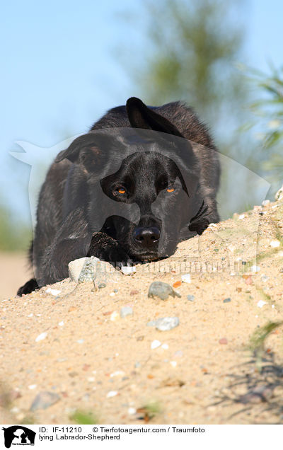 liegender Labrador-Schferhund / lying Labrador-Shepherd / IF-11210