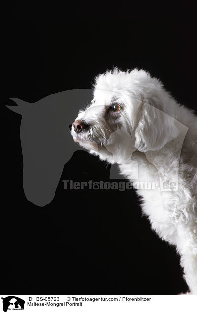 Malteser-Mix Portrait / Maltese-Mongrel Portrait / BS-05723
