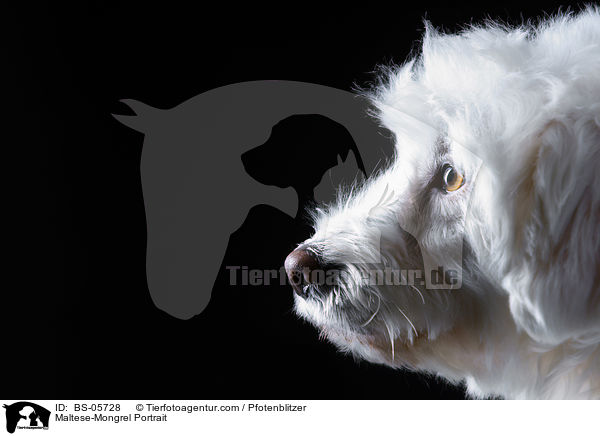 Malteser-Mix Portrait / Maltese-Mongrel Portrait / BS-05728