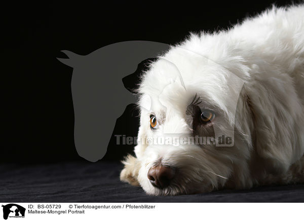 Malteser-Mix Portrait / Maltese-Mongrel Portrait / BS-05729