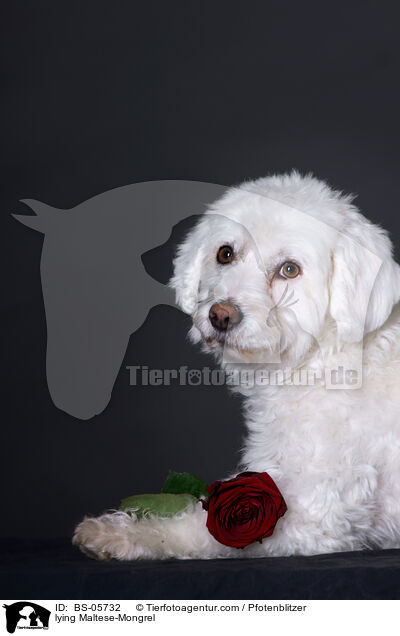 liegender Malteser-Mix / lying Maltese-Mongrel / BS-05732