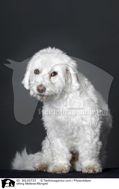 sitzender Malteser-Mix / sitting Maltese-Mongrel / BS-05733