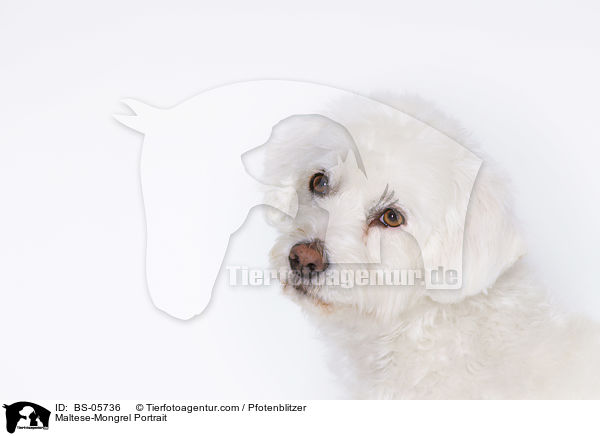 Malteser-Mix Portrait / Maltese-Mongrel Portrait / BS-05736