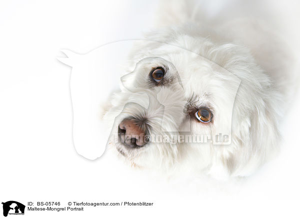 Malteser-Mix Portrait / Maltese-Mongrel Portrait / BS-05746
