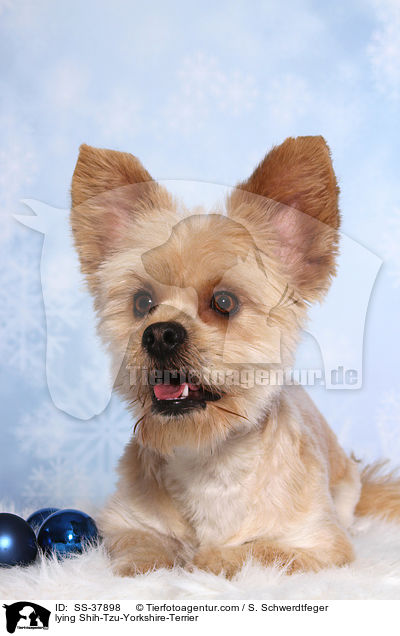 liegender Shih-Tzu-Yorkshire-Terrier / lying Shih-Tzu-Yorkshire-Terrier / SS-37898