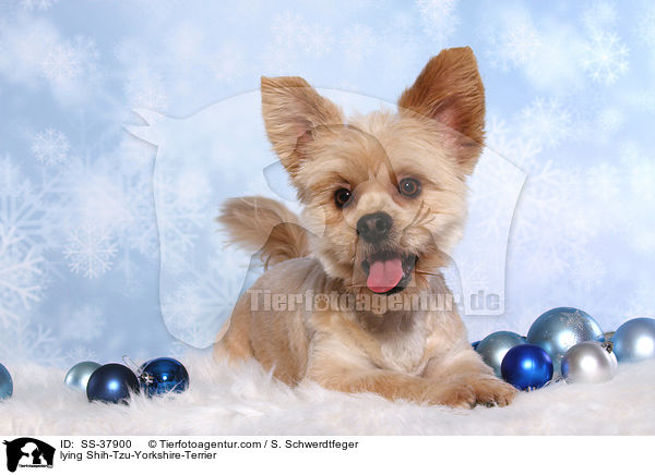 liegender Shih-Tzu-Yorkshire-Terrier / lying Shih-Tzu-Yorkshire-Terrier / SS-37900