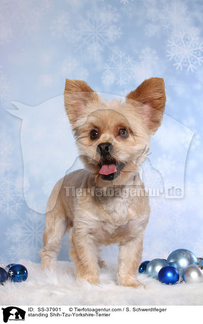 stehender Shih-Tzu-Yorkshire-Terrier / standing Shih-Tzu-Yorkshire-Terrier / SS-37901