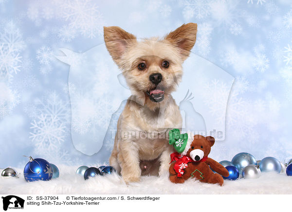 sitzender Shih-Tzu-Yorkshire-Terrier / sitting Shih-Tzu-Yorkshire-Terrier / SS-37904