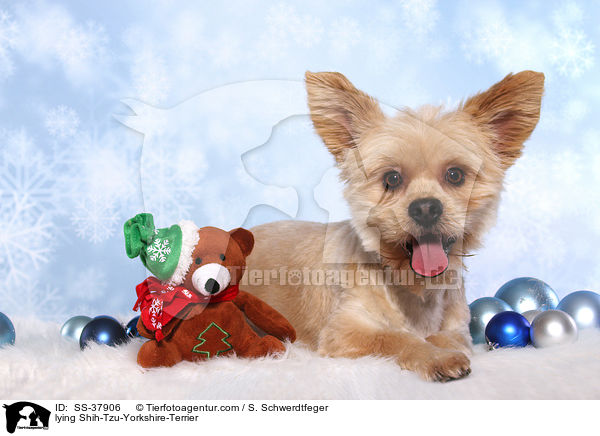 liegender Shih-Tzu-Yorkshire-Terrier / lying Shih-Tzu-Yorkshire-Terrier / SS-37906