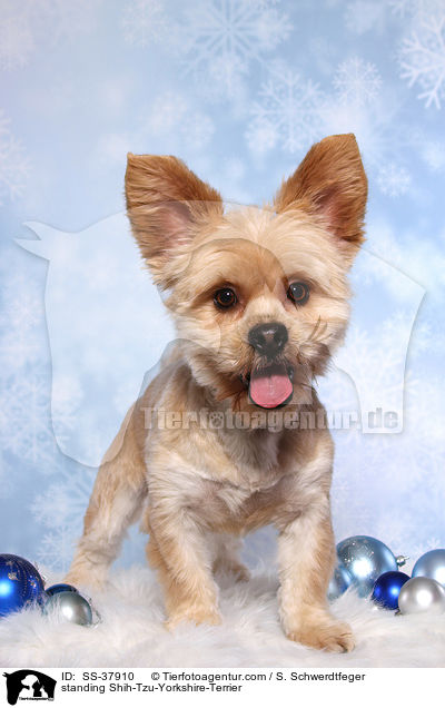 stehender Shih-Tzu-Yorkshire-Terrier / standing Shih-Tzu-Yorkshire-Terrier / SS-37910