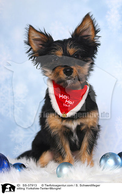 sitzender Yorkshire-Terrier-Mischling / sitting Yorkshire-Terrier-Mongrel / SS-37913