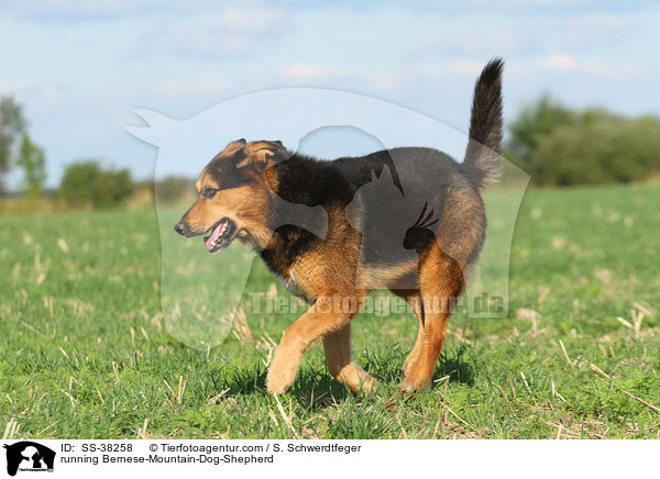 rennender Berner-Sennenhund-Schferhund / running Bernese-Mountain-Dog-Shepherd / SS-38258
