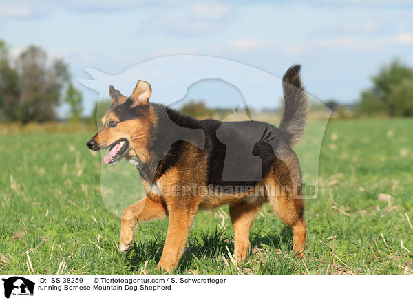rennender Berner-Sennenhund-Schferhund / running Bernese-Mountain-Dog-Shepherd / SS-38259