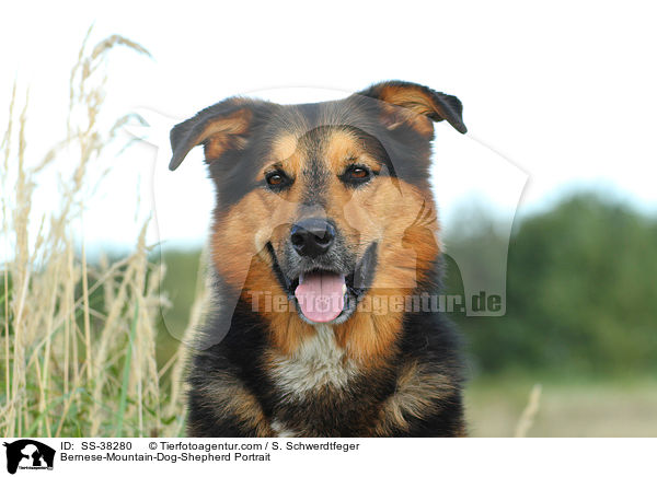 Berner-Sennenhund-Schferhund Portrait / Bernese-Mountain-Dog-Shepherd Portrait / SS-38280