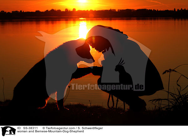woman and Bernese-Mountain-Dog-Shepherd / SS-38311