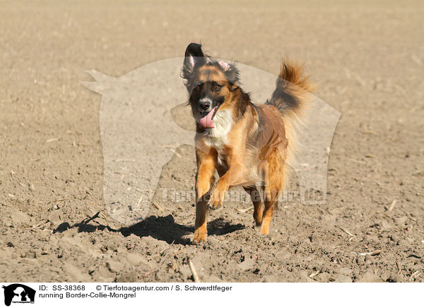 rennender Border-Collie-Mischling / running Border-Collie-Mongrel / SS-38368