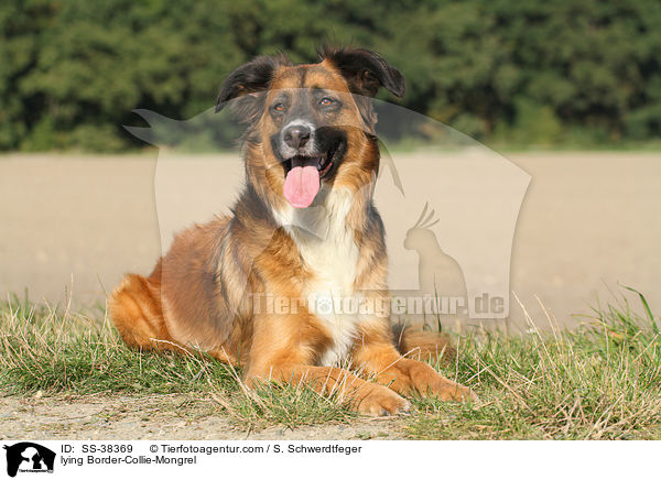liegender Border-Collie-Mischling / lying Border-Collie-Mongrel / SS-38369