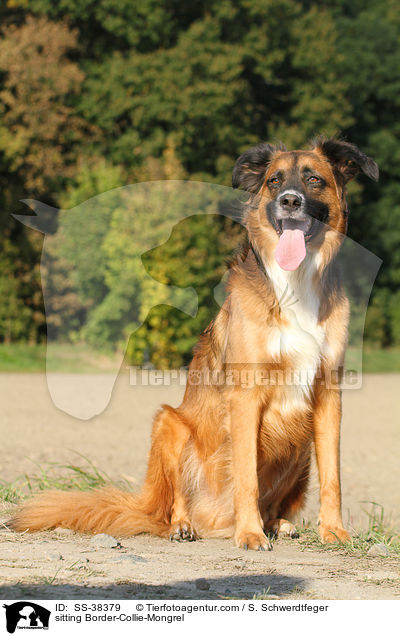 sitzender Border-Collie-Mischling / sitting Border-Collie-Mongrel / SS-38379