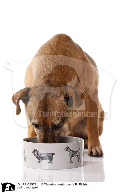fressender Mischling / eating mongrel / RR-63578