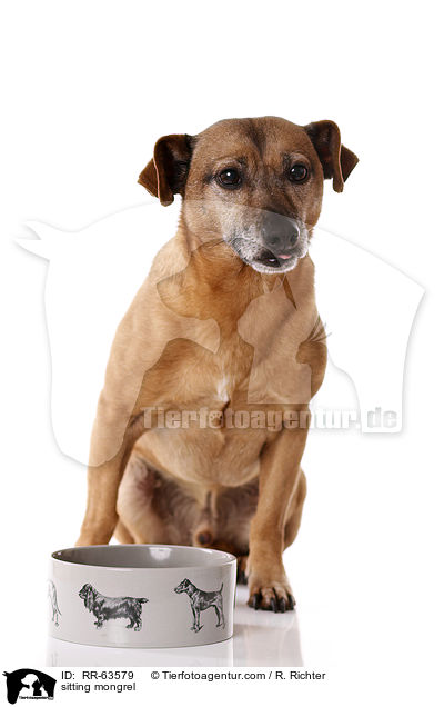 sitzender Mischling / sitting mongrel / RR-63579