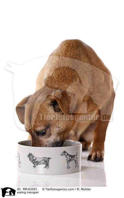 fressender Mischling / eating mongrel / RR-63581