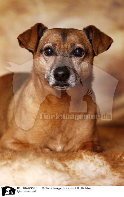 liegender Mischling / lying mongrel / RR-63585