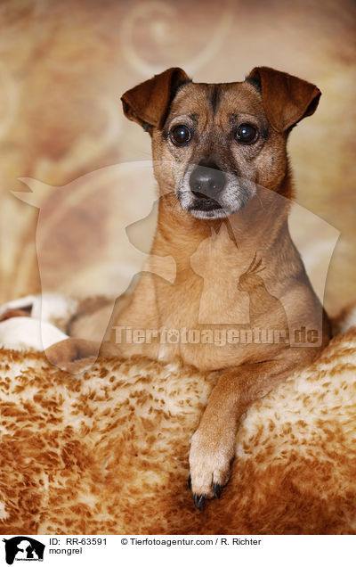 Mischling / mongrel / RR-63591