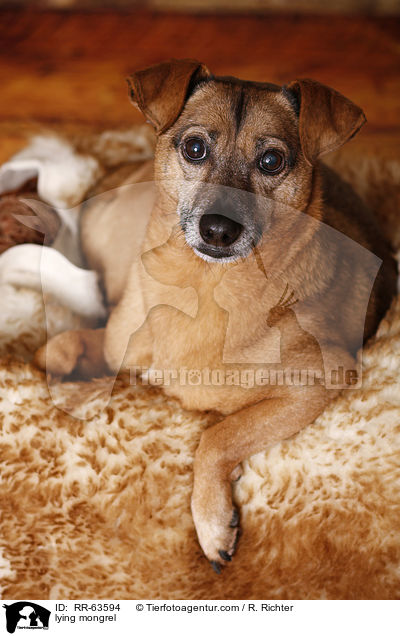 liegender Mischling / lying mongrel / RR-63594
