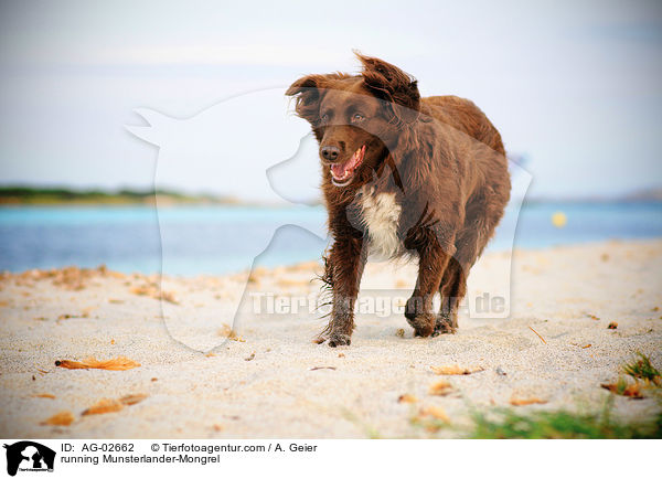 rennender Mnsterlnder-Mix / running Munsterlander-Mongrel / AG-02662