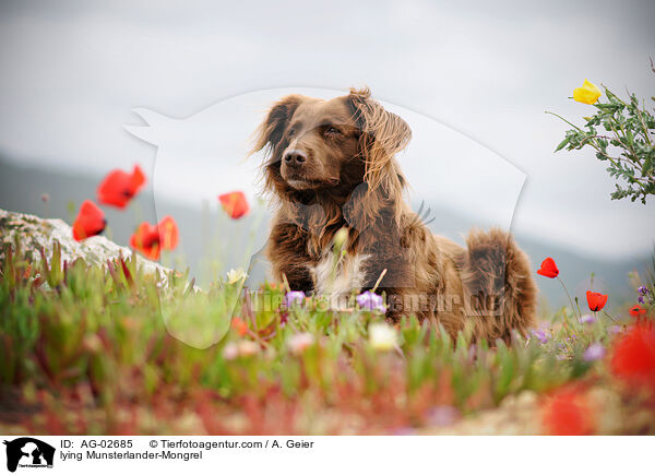 lying Munsterlander-Mongrel / AG-02685