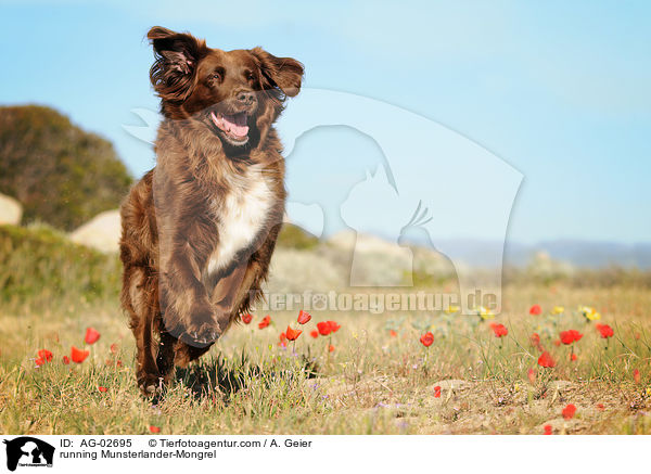 running Munsterlander-Mongrel / AG-02695