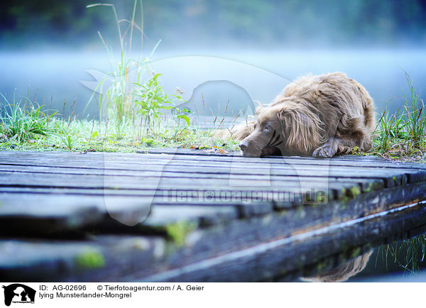 liegender Mnsterlnder-Mix / lying Munsterlander-Mongrel / AG-02696