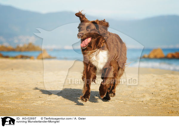 rennender Mnsterlnder-Mix / running Munsterlander-Mongrel / AG-02697