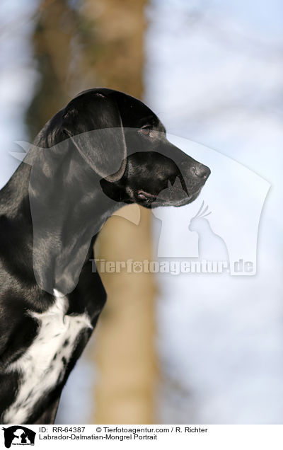 Labrador-Dalmatiner-Mix Portrait / Labrador-Dalmatian-Mongrel Portrait / RR-64387