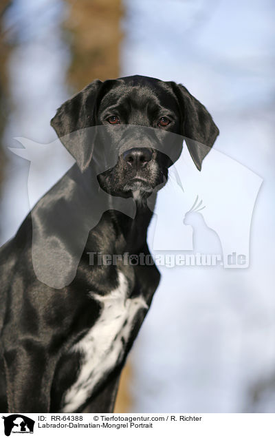 Labrador-Dalmatiner-Mix Portrait / Labrador-Dalmatian-Mongrel Portrait / RR-64388