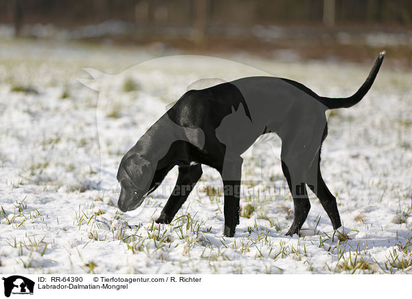 Labrador-Dalmatiner-Mix / Labrador-Dalmatian-Mongrel / RR-64390
