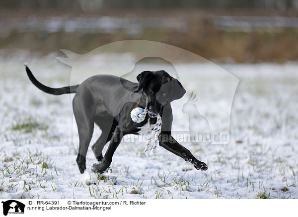 rennender Labrador-Dalmatiner-Mix / running Labrador-Dalmatian-Mongrel / RR-64391