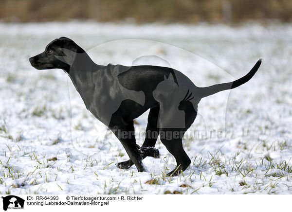 rennender Labrador-Dalmatiner-Mix / running Labrador-Dalmatian-Mongrel / RR-64393