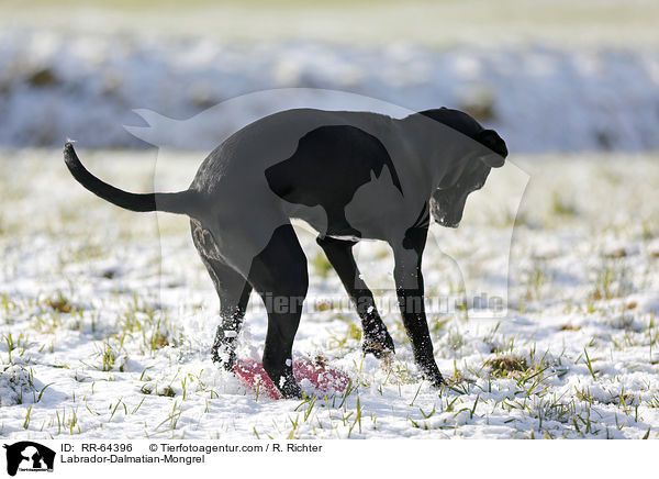 Labrador-Dalmatiner-Mix / Labrador-Dalmatian-Mongrel / RR-64396