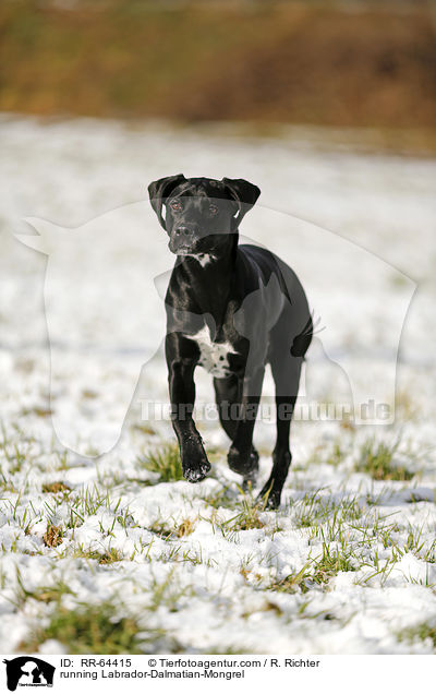 rennender Labrador-Dalmatiner-Mix / running Labrador-Dalmatian-Mongrel / RR-64415