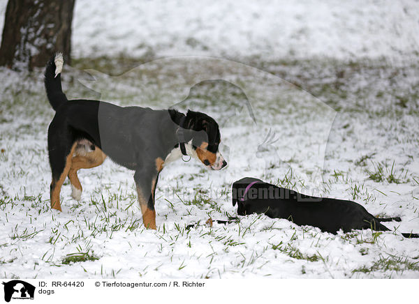 Hunde / dogs / RR-64420