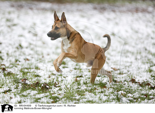 running Malinois-Boxer-Mongrel / RR-64489