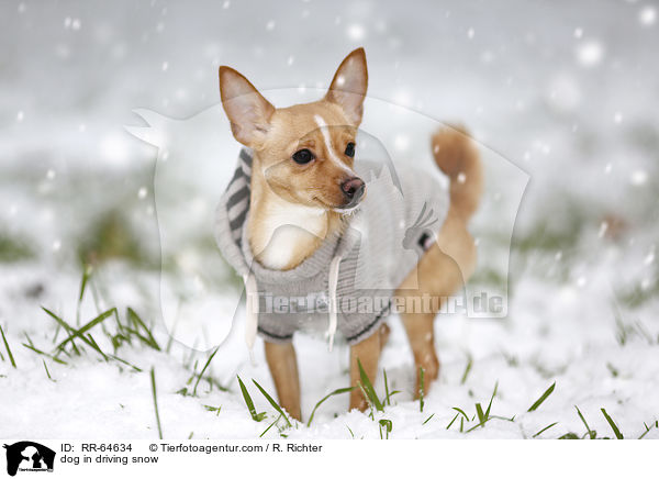 Hund im Schneegestber / dog in driving snow / RR-64634