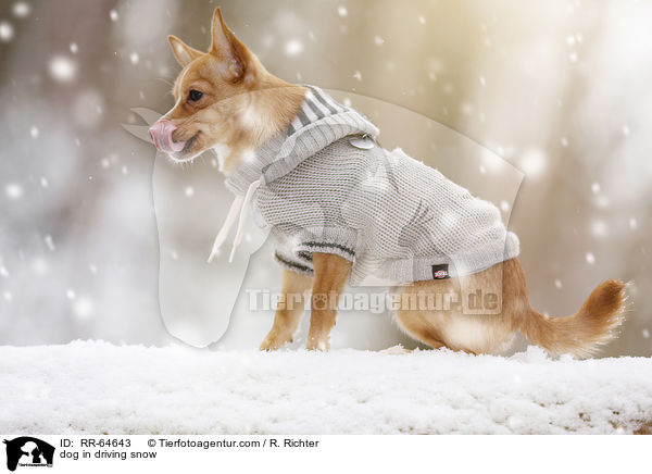 Hund im Schneegestber / dog in driving snow / RR-64643
