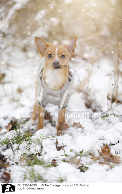 Hund im Schneegestber / dog in driving snow / RR-64653