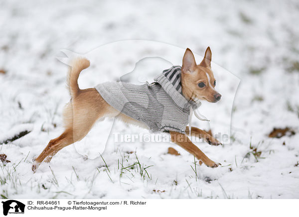 Chihuahua-Prague-Ratter-Mongrel / RR-64661