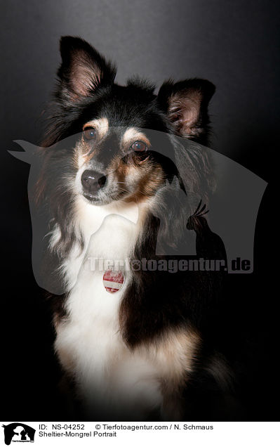 Sheltie-Mischling Portrait / Sheltier-Mongrel Portrait / NS-04252