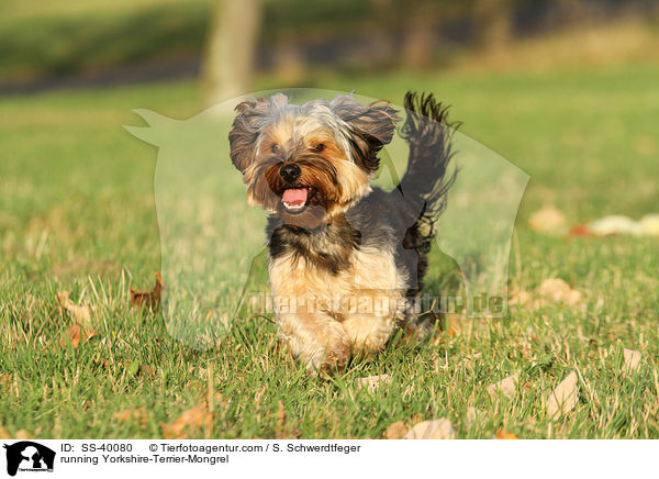 running Yorkshire-Terrier-Mongrel / SS-40080