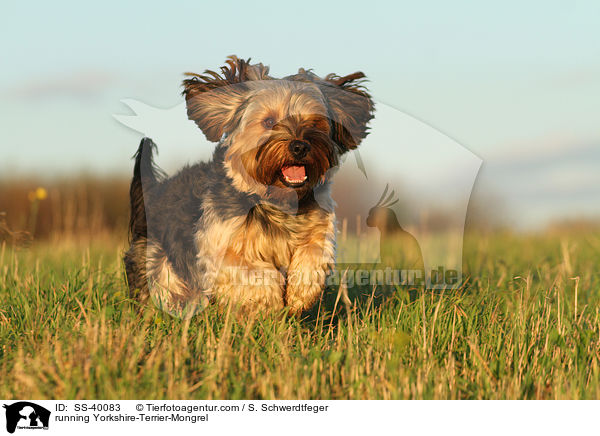 running Yorkshire-Terrier-Mongrel / SS-40083
